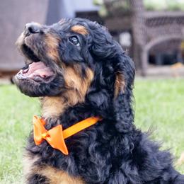 Biscuit - Phantom Bernedoodle puppy in Columbus, Georgia from Woofington Place Doodles