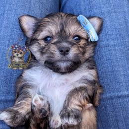 Thistle - Black and gold male Morkie puppy in Barren Springs, Virginia from Seeking Shalom Acres Maltese, Maltipoos & Havamalts