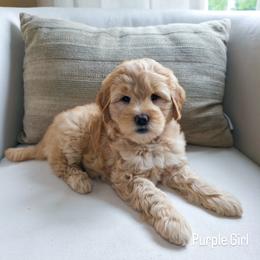Purple Girl - Cream female Goldendoodle puppy in Rochester, New York from Sandy Creek Doodles