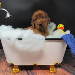 Boy 1 - Mahogany male Irish Setter puppy in Carriere, Mississippi from Lakeside Irish Setters