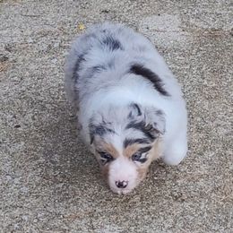 Uno - Australian Shepherd