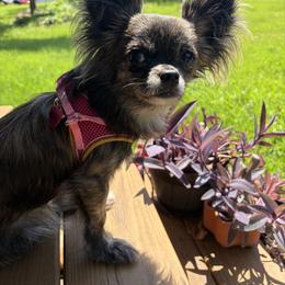 Chihuahua All Grown Up from Moon Made Farm