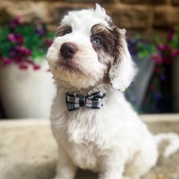 Manny - Merle male Bernedoodle puppy in Marion, Ohio from Doodles & Doxies