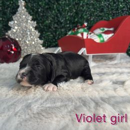 Violet girl - Phantom female Bernedoodle puppy in Modesto, California from Two Doods Doodles
