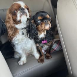 English Toy Spaniel Puppies from Raggededge Toy Australian Shepherds