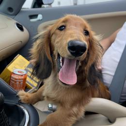 Theo - Dachshund