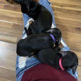 Dachshund Puppies from Hursh’s Hounds