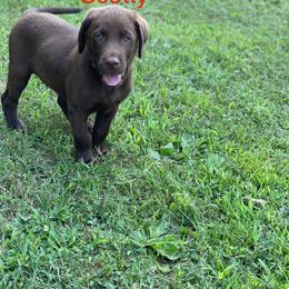Labradoodle and Labrador Retriever Puppies from Castlegate Labs & Doodles