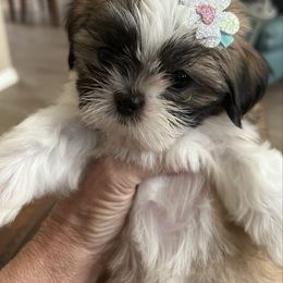Summer - Tricolor female Shih Tzu puppy in New Port Richey, Florida from Stanford's Shih Tzus