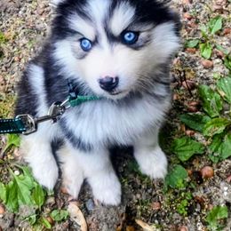Hope - Black and white female Pomsky puppy in Michigan from Our Pomsky Yard