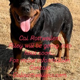 Infinity - Rottweiler