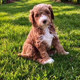 Amos - Red  male Goldendoodle puppy in Inman, South Carolina from Mossy Doodles LLC