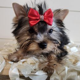 Yorkshire Terrier Puppies from Hetzel’s Enchanted Yorkies (Michigan)