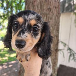 Puppy 5 - Dapple female Dachshund puppy in Clayton, Indiana from Love Struck Miniature Dachshunds