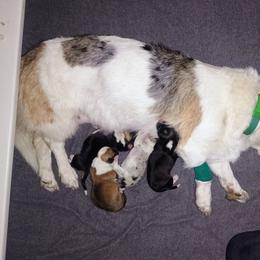 Falcon - Blue merle and white female American Corgi puppy in Ellensburg, Washington from Faery Mount Farm