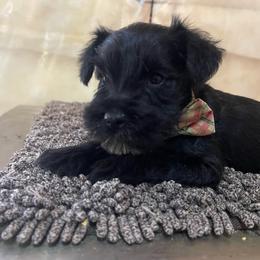 Andre - Black male Miniature Schnauzer puppy in San Bernardino, California from Rose Lane Schnauzers