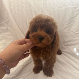 Orange(AKC) - Red  female Poodle puppy in Moreno Valley, California from Yanni's Poodle