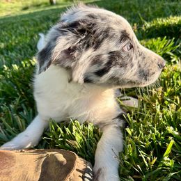 Lavender - White and blue merle Border Collie puppy in Rickman, Tennessee from Roaring River Border Collies