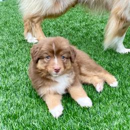 TESSA - Red tri-color female Australian Shepherd puppy in Hayward, California from Grissom’s Aussies