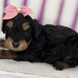 Peep - Phantom female Goldendoodle puppy in Decatur, Tennessee from Diamond's Doodles