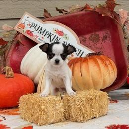 Bandit - Black and white male Chihuahua puppy in Brook Park, Minnesota from Northstar Chihuahuas