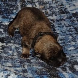 Black Collar - Red male Eurasier puppy in Lakewood, Ohio from Exquisite Eurasier
