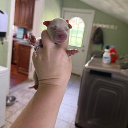 White - White and liver brown male Dalmatian puppy in Kentucky from A’s Spots & Dots Dalmatians