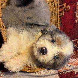 Boy 1 - Blue merle male Aussiedoodle puppy in Vinemont, Alabama from Puppy Pals