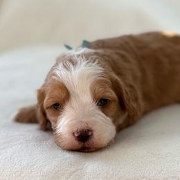 Will- Light blue collar boy - Red male Bernedoodle puppy in Colorado Springs, Colorado from Mercy Mountain Bernedoodles
