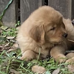 Girl 2nd Pick - Light golden Golden Retriever puppy in Sacramento Area, California from Gold Country Golden Retrievers