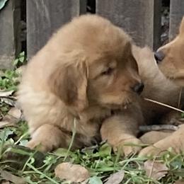 Girl 2nd Pick - Light golden Golden Retriever puppy in Sacramento Area, California from Gold Country Golden Retrievers