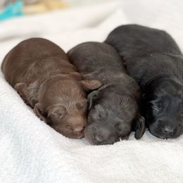 Dachshund Puppies from Gypsy Miniature Dachshunds