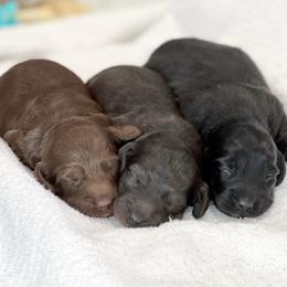 Dachshund Puppies from Gypsy Miniature Dachshunds