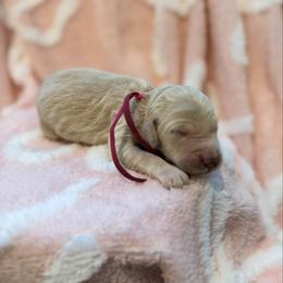 Joy - Cream female Goldendoodle puppy in Houston, Texas from Were The Mack'Doodles