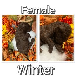 Aussiedoodle Puppies from Woodfield Doodle Farm