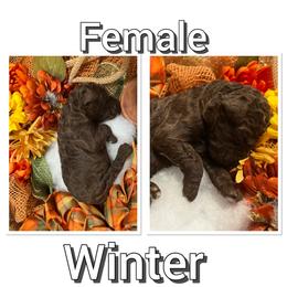 Aussiedoodle Puppies from Woodfield Doodle Farm