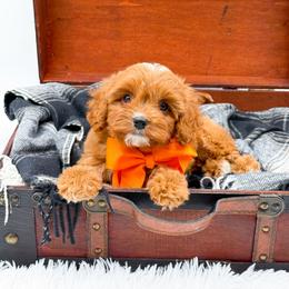 Sparky - Red male Cavapoo puppy in North Carolina from NC Doodle Puppies