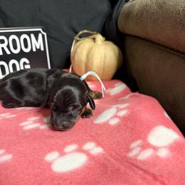 Lilo AKC 3000 - white stripe chest - Black and tan female Dachshund puppy in Indian Trail, North Carolina from Hilda’s Teenie Weenies
