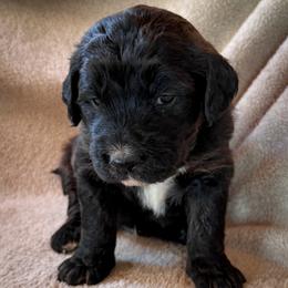 Copper - Black and white male Bernedoodle puppy in Grant City, Missouri from Timberline Paws