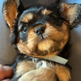 Milo - Black and tan male Cavalier King Charles Spaniel puppy in Oroville, California from Happy Tails Kennel