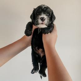 Link - Black and white male Sheepadoodle puppy in Wabash, Indiana from DOODCompany