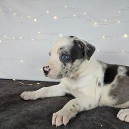 Rocky NALC - Blue merle male Catahoula Leopard Dog puppy in Doerun, Georgia from Twig & Tail Puppies