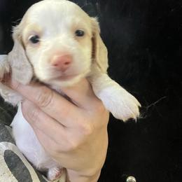 Pumpkin Girl 3 - Cream female Dachshund puppy in Bigfork, Minnesota from Dachshunds Up North