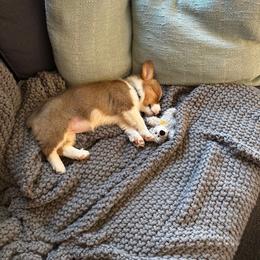 Pembroke Welsh Corgi Puppies from McGovern Family Corgis