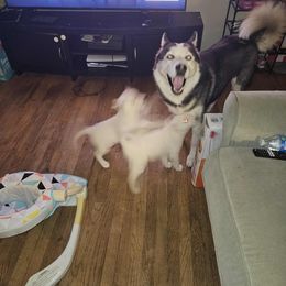 Siberian Husky Puppies from Jackson's Siberians