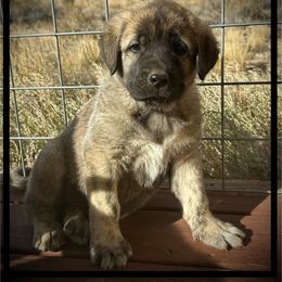 Black - Brindle male Anatolian Shepherd Dog puppy in Clark, Wyoming from Fyne Acres