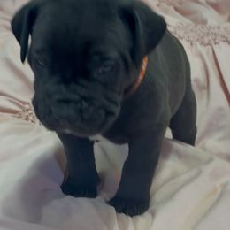 Orange collar male - Black male Boerboel puppy in Rockford, Illinois from Adoraboerboels