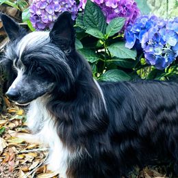 Chinese Cresteds and English Setters from Bent Oak