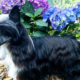Chinese Cresteds and English Setters from Bent Oak
