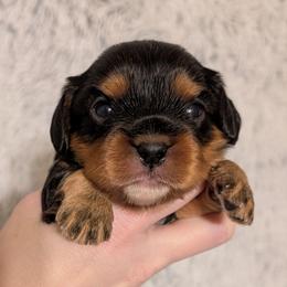 Dandie - Black and tan male Cavalier King Charles Spaniel puppy in Stilwell, Oklahoma from Love Bug Cavaliers